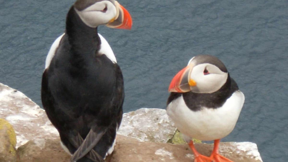 Puffin´s Paradise