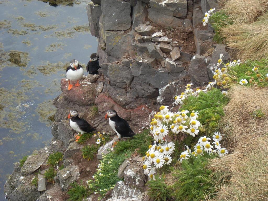 Puffins in Iceland.