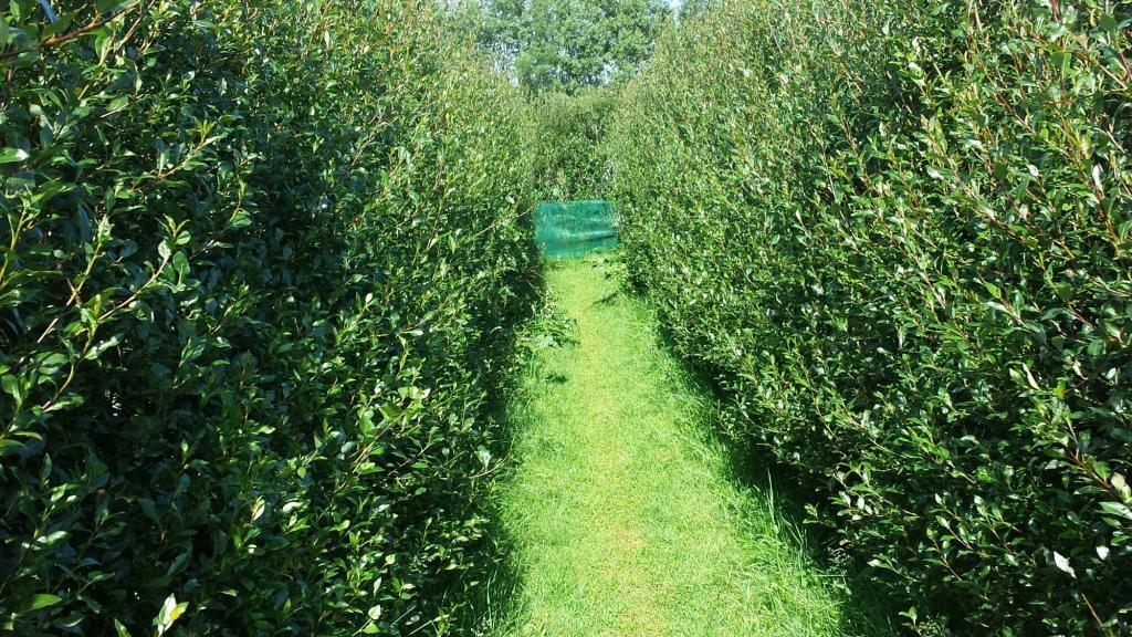 The entry to the hedgerow maze at Engi - enter if you dare!