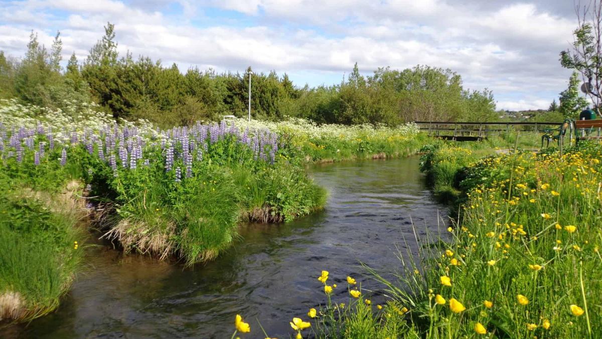 Family-friendly Reykjavik park- see birds, salmon and rabits