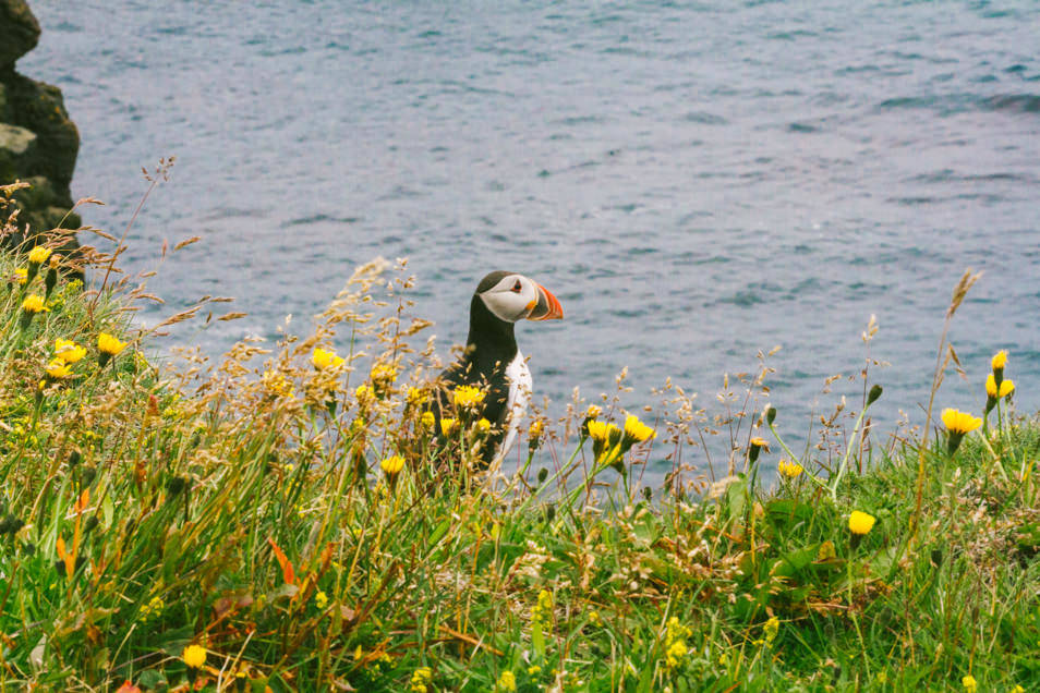 Puffin in Iceland.