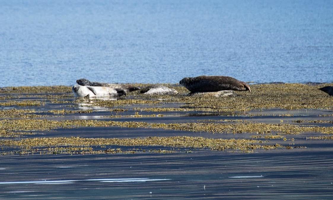 Chilling With the Seals of Iceland