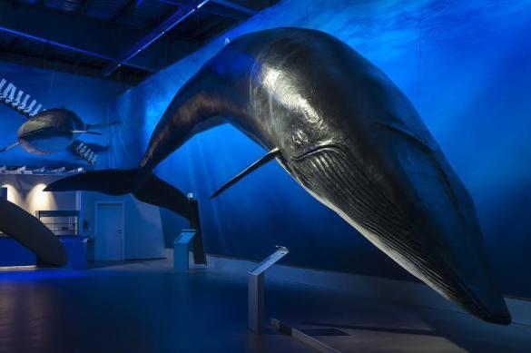See the Iceland whale exhibition - the Whales of Iceland.
