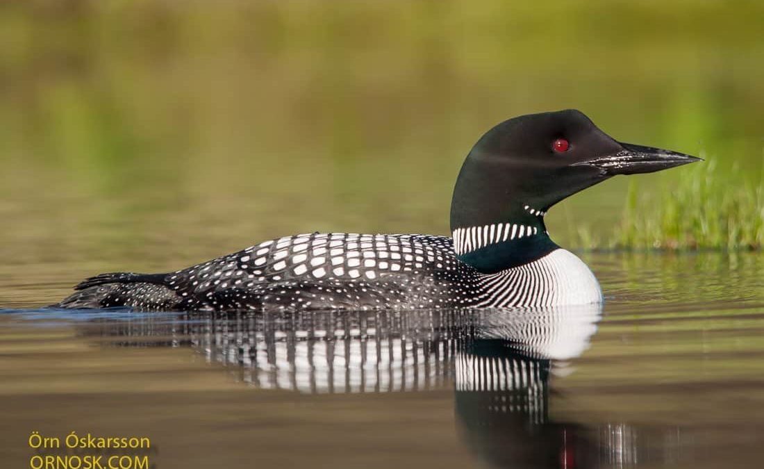 The Best Places for Bird Watching in Iceland are revealed by enthusiasts