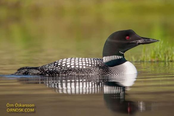 If you go bird watching in Iceland you can see the great northern diver