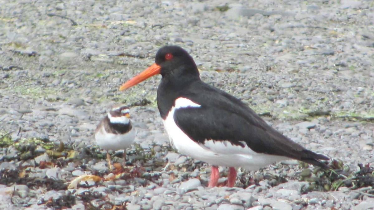 Go bird watching in Iceland – see beautiful images of Icelandic birds