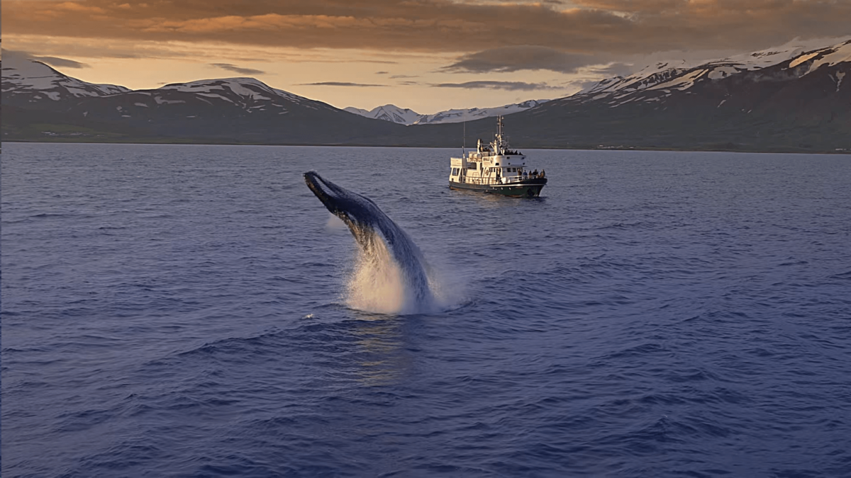 Watch this Mindblowing Iceland Whale Watching Video