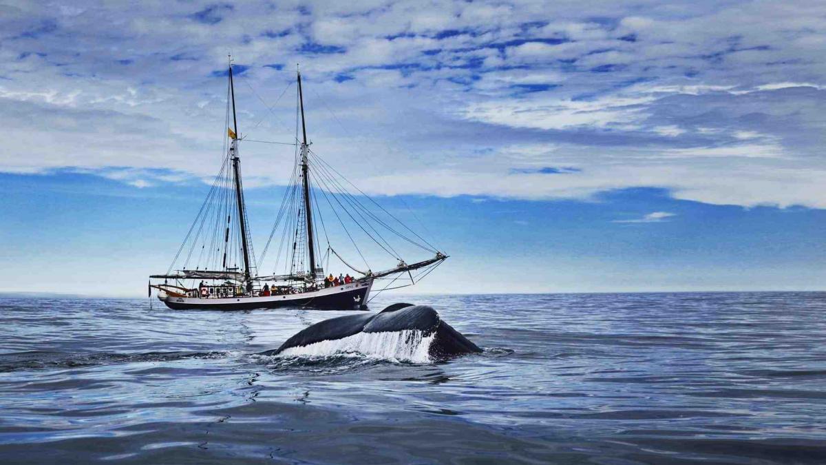 Pioneering eco friendly whale-watching in Iceland