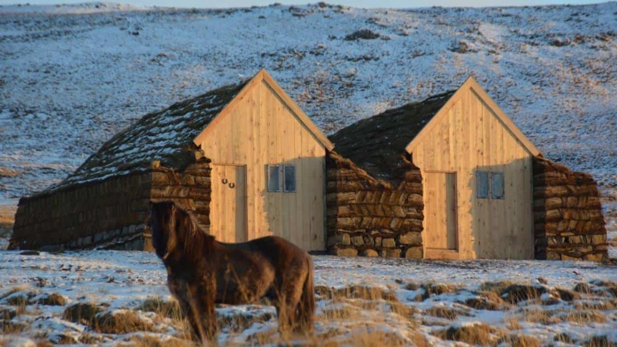 Meet Icelandic Farm Animals – Family Friendly Iceland in the Countryside