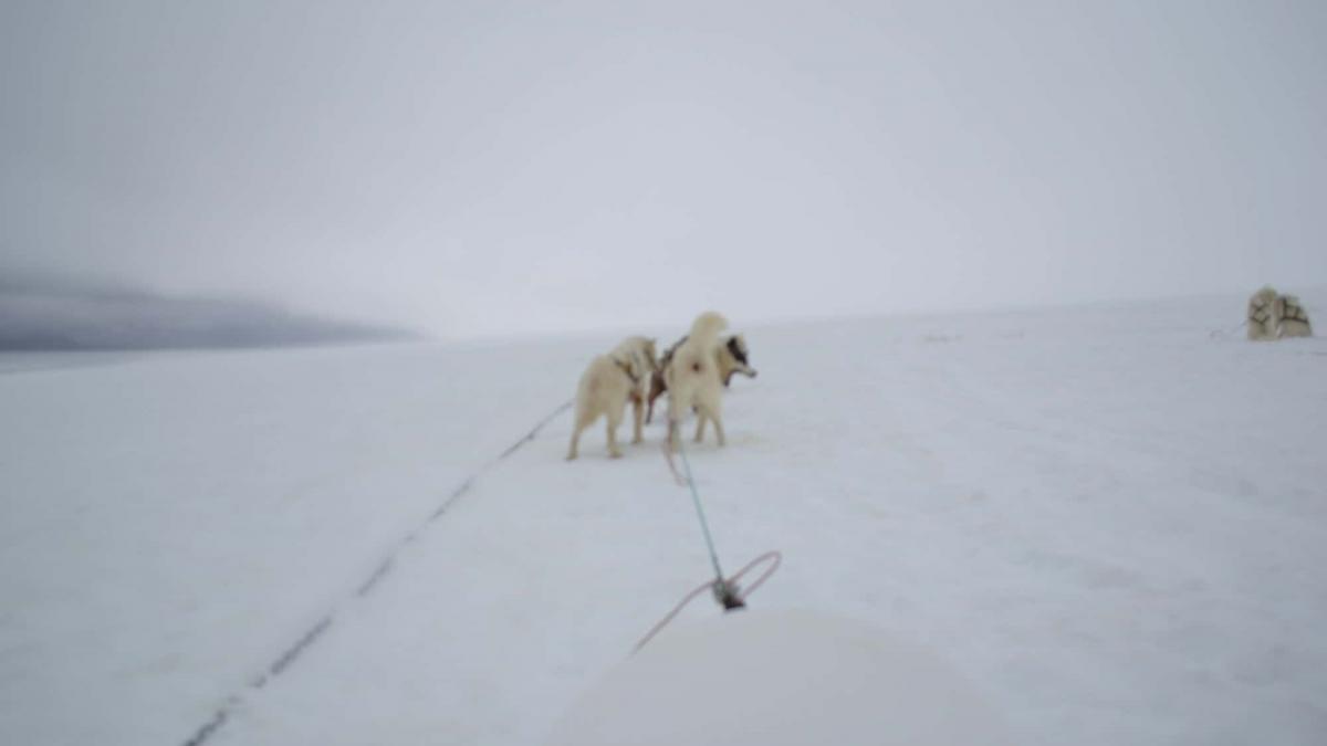 Iceland Dog-sledding Video – See the Stunning Landscapes of Iceland