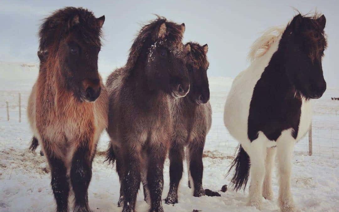Discover the Icelandic horse, the pure breed of the Vikings