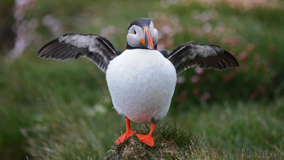 Látrabjarg Cliffs – See The Puffin Metropolis of Iceland