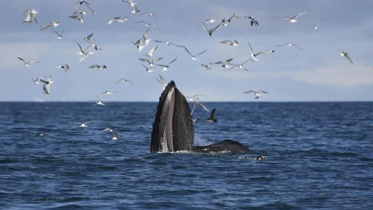 10% off whale watching from Reykjavik with the acclaimed company Elding