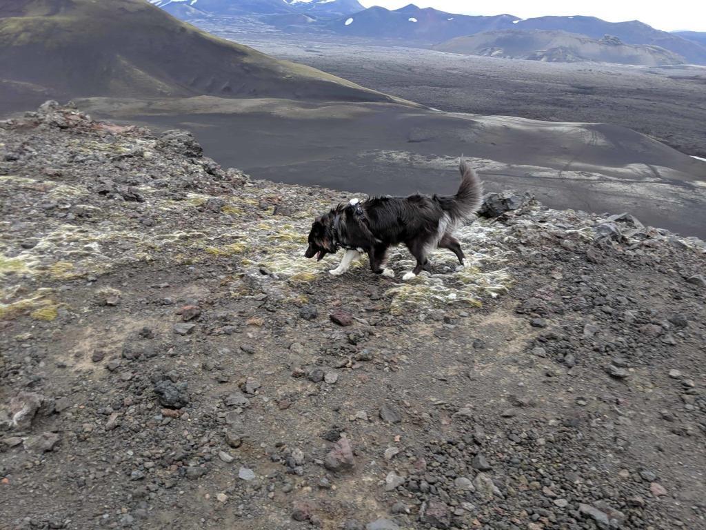 Camy the dog sniffs around Mt. Hekla.