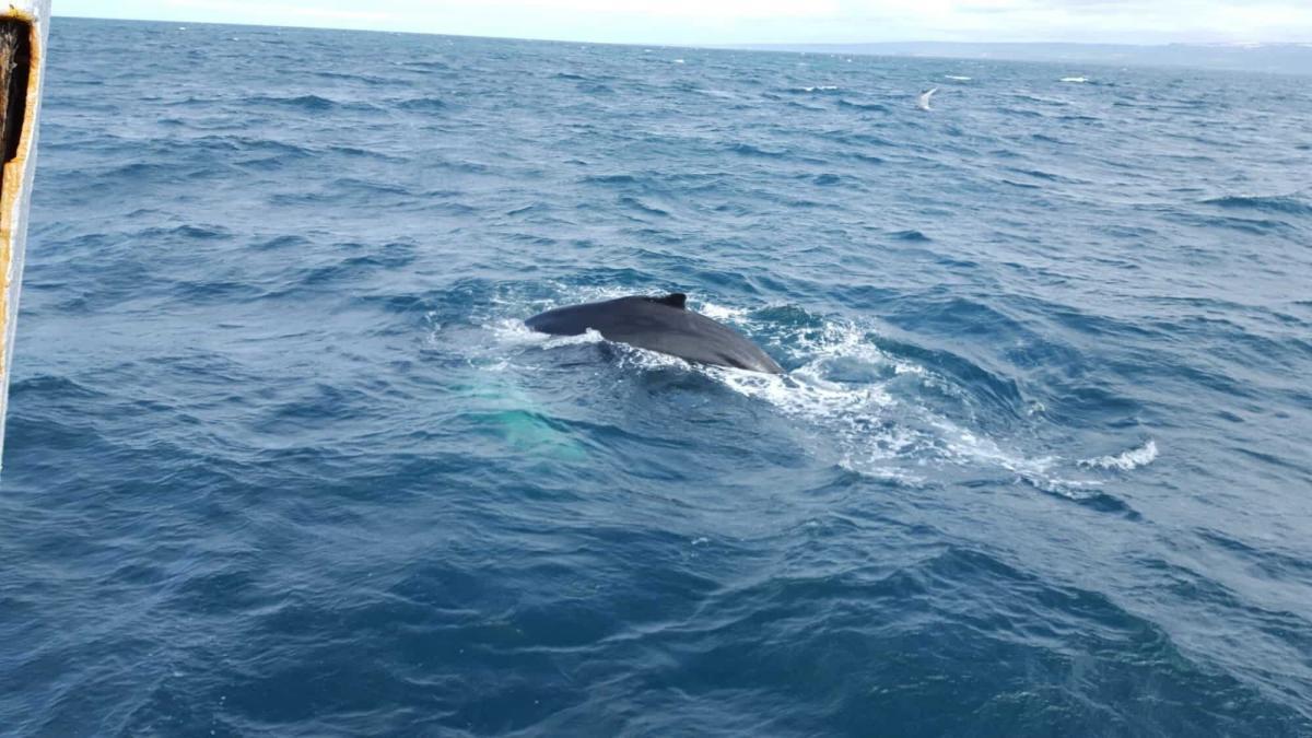 How to fight whaling in Iceland? You go whale watching