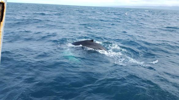 How to fight whaling in Iceland? You go whale watching.