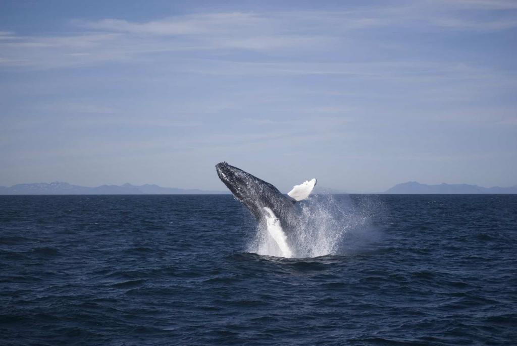 Humpback whale