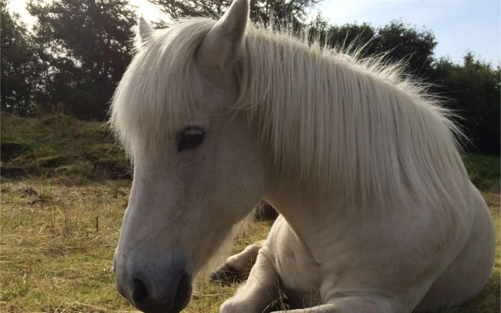 Icelandic horse