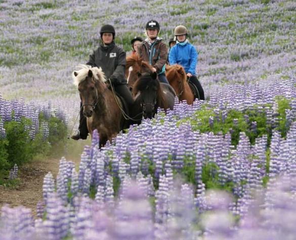 Riding a horse in Iceland