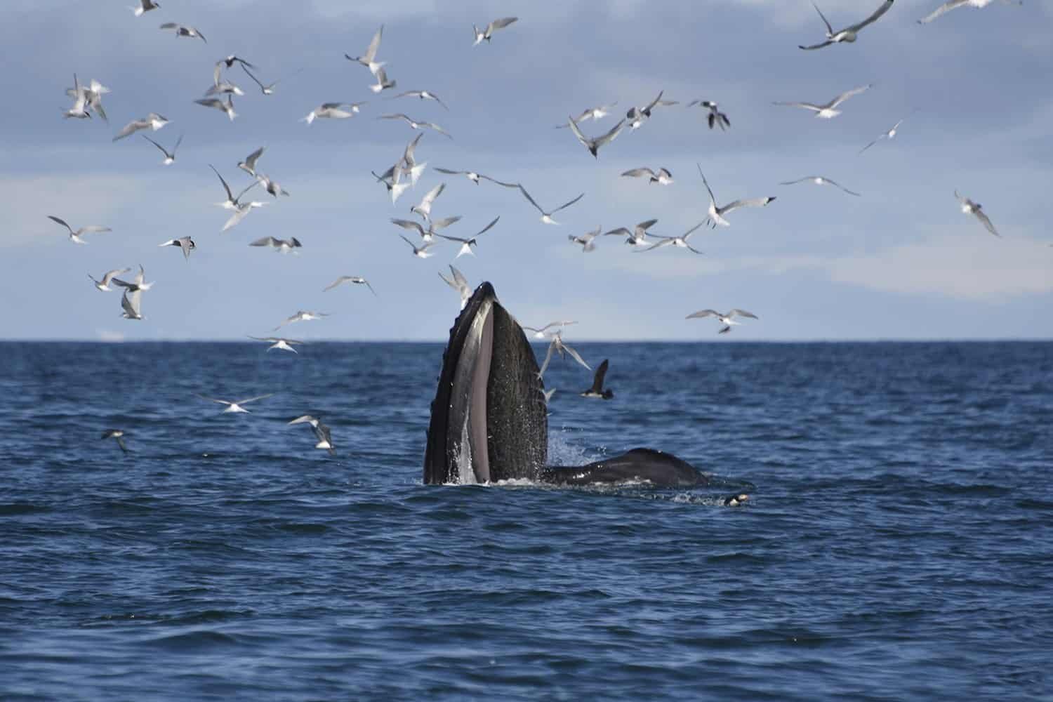 Whale watching from Reykjavik