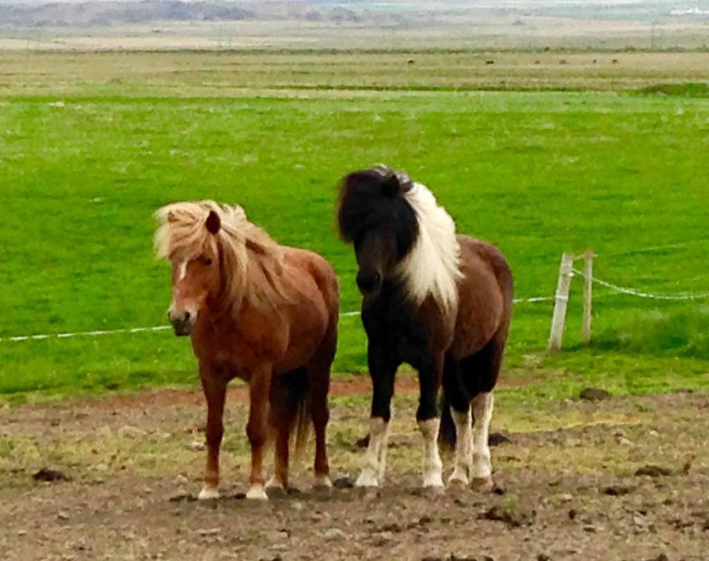 Icelandic horses