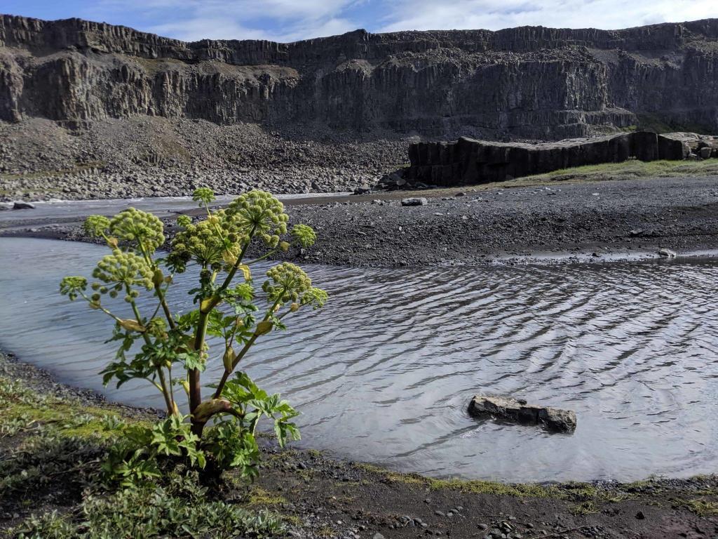 An Angelica in the Jökulsárgjljúfur canyon.