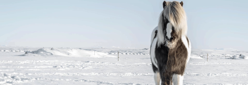 Icelandic horse in winter.
