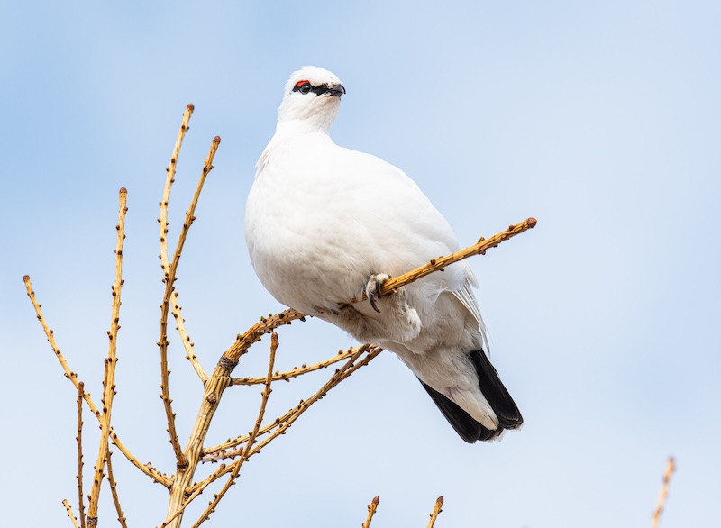 Close-up of a pure white Ptarmigan (Lagopus muta) perched on a barren branch against a blue sky. The ptarmigan is a winter bird hunted for traditional Christmas dinner in Iceland.