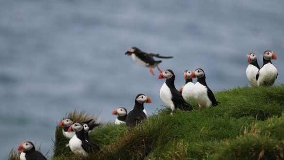See the puffins in Iceland with Elding.