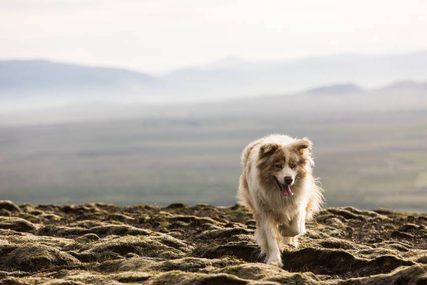 Dog running in nature in Iceland.