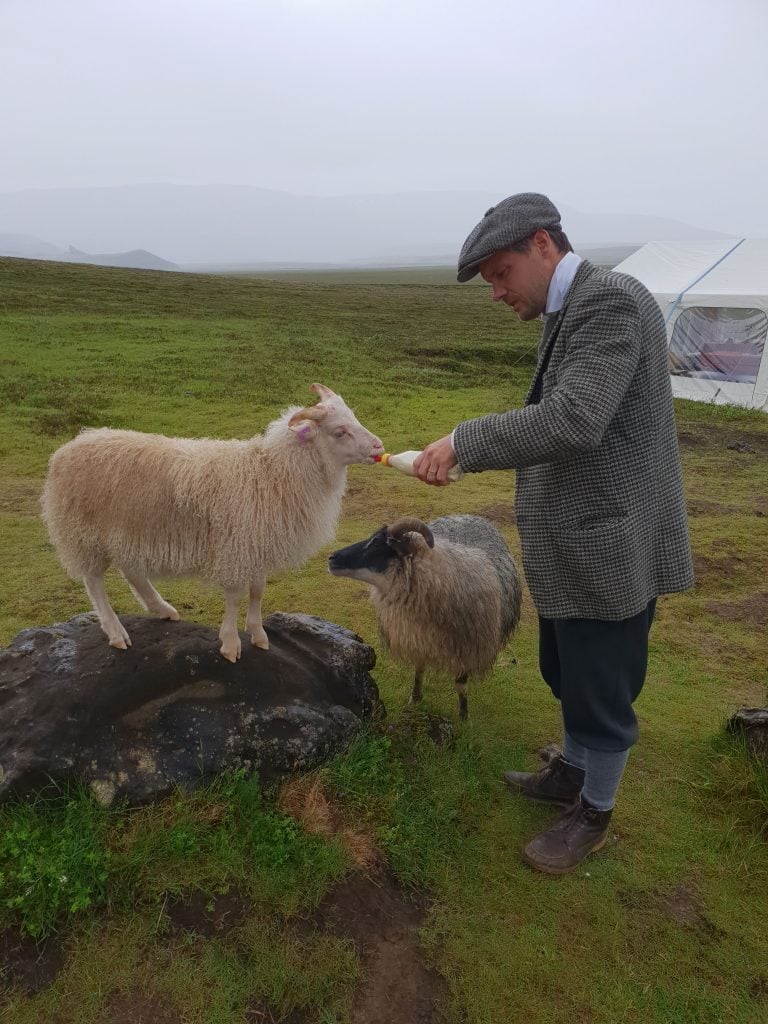 Man gives Icelandic sheep some milk.