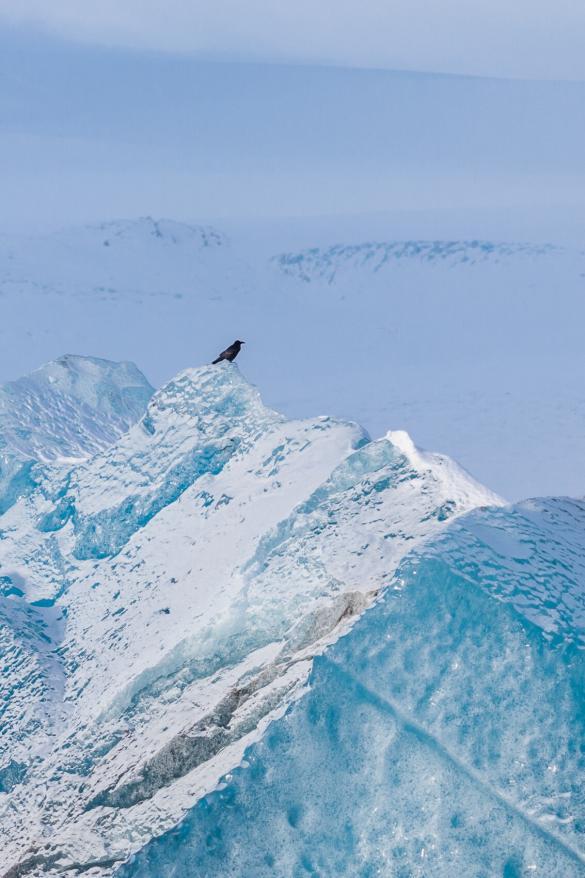 Raven on a glacier in Iceland