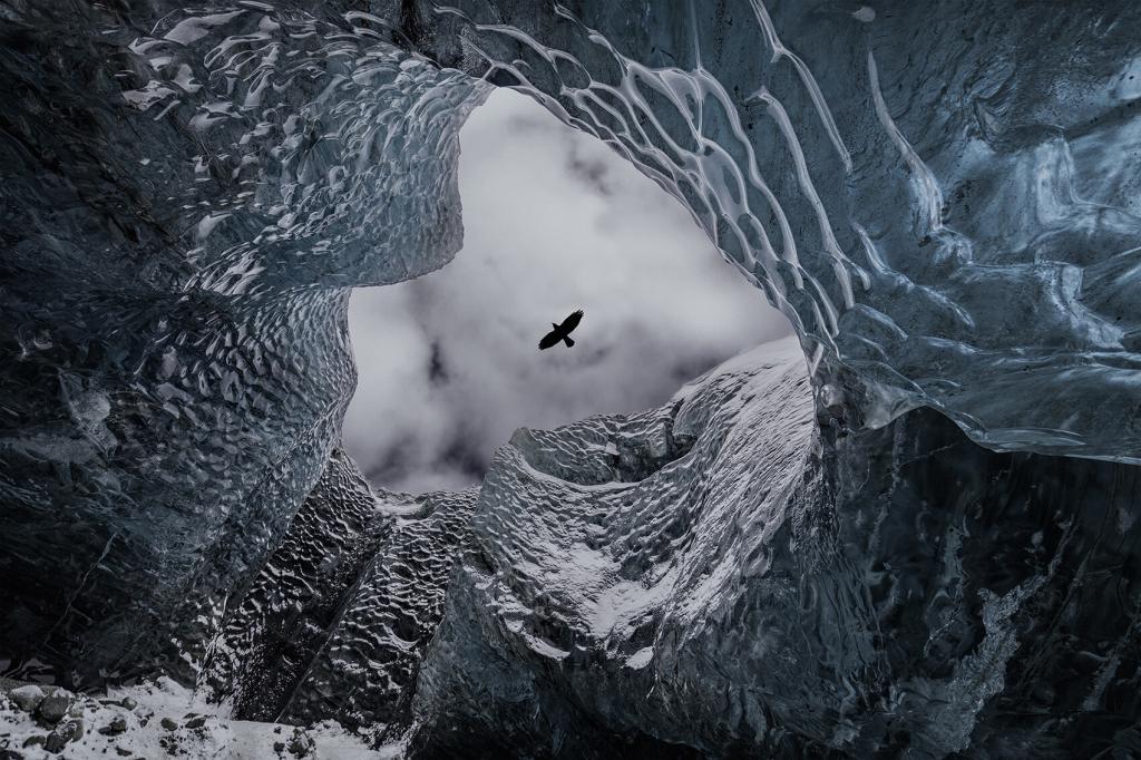 Raven flies past an ice-cave at Vatnajökull glacier. Photo by Olga Strakhova.