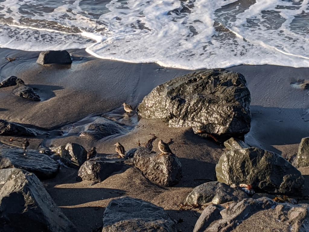 Birds on the beach in Iceland