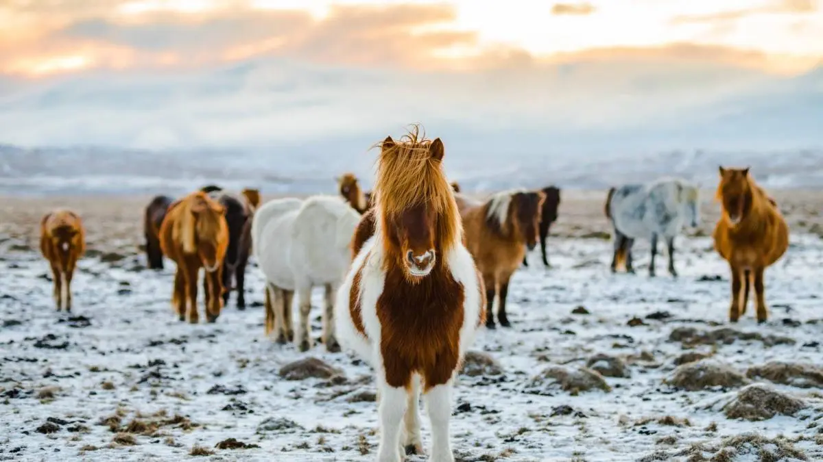 Stuck in Iceland is on a Coronavirus induced hiatus but will return