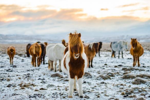 Icelandic horses in winter.