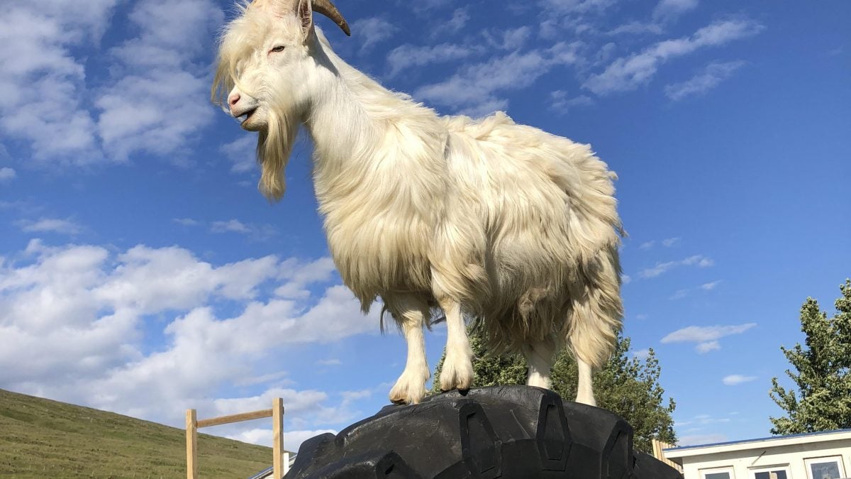 The Icelandic goat is the GOAT! – visit this family friendly farm