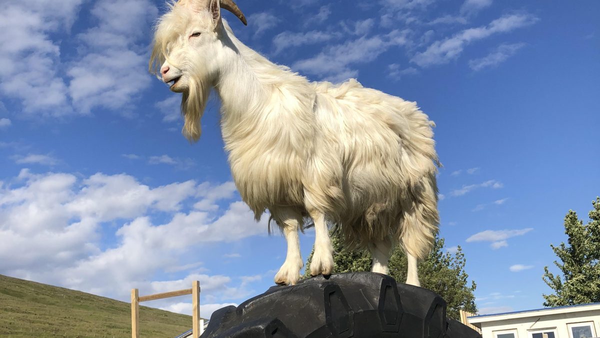 The Icelandic goat is the GOAT! – visit this family friendly farm