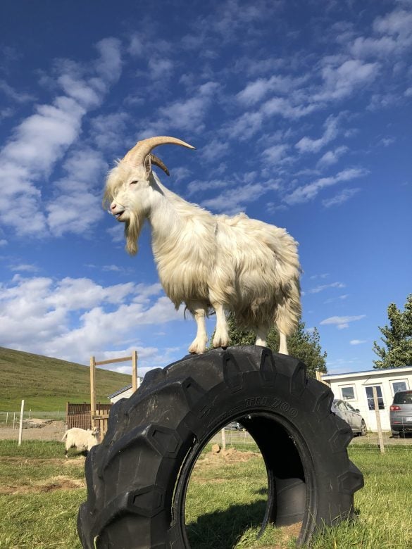 Icelandic goat perched on a tire
