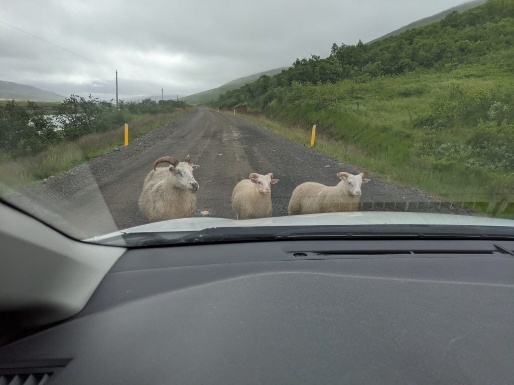 Icelandic sheep on a road