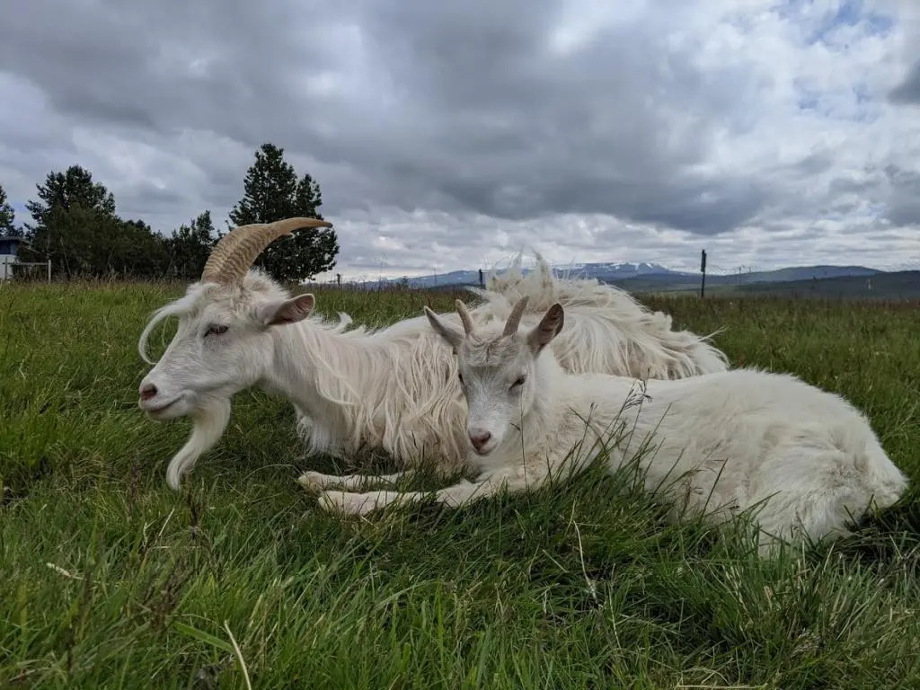 Mother and baby goat in Iceland.