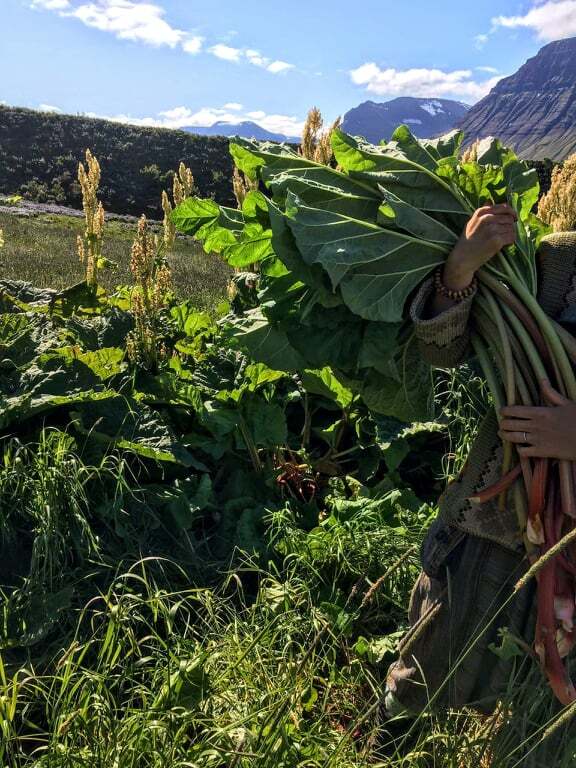 Woman picks rhubarb in Iceland.