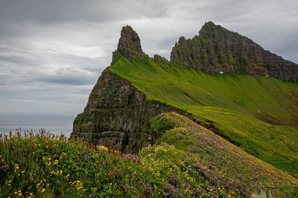 Flowers at Hornstrandir in the west fjords of Iceland.