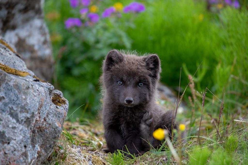 Icelandic arctic fox cub