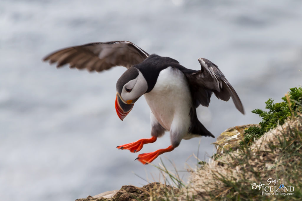 Puffin lands at Látrabjarg cliffs in the Westfjords of Iceland.