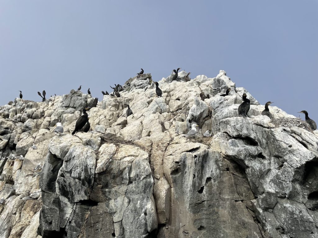 Birds in Grímsey island in Iceland. These are European shag and seagulls.