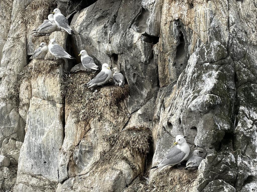 Seagulls on cliff in Iceland.