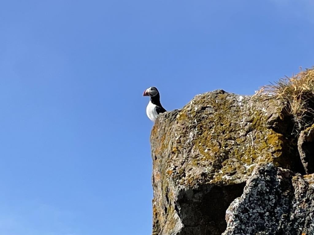 PuffinPuffin in Grímsey island in Iceland (the Westfjords)
