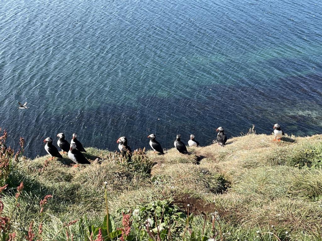 Puffins in Grímsey in the Westfjords of Iceland