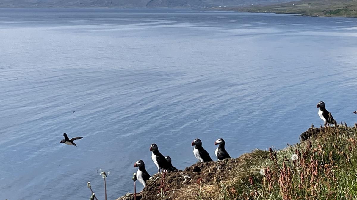 This puffin island features an eighties rock star and a World War 2 story